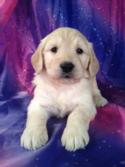 Golden retriever puppies lititz pa