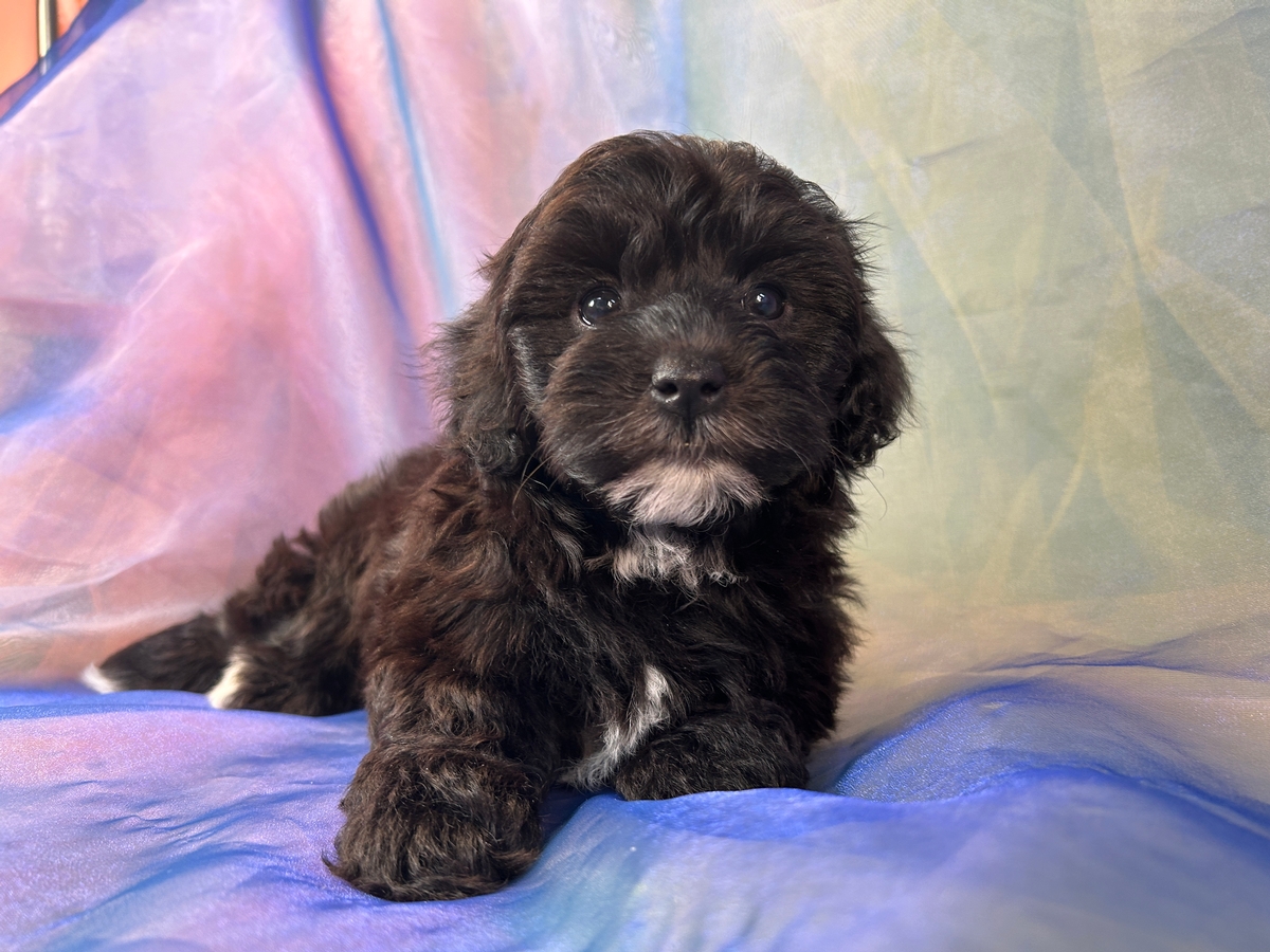 Black Female Schnoodle Puppy for Sale in Iowa $1200