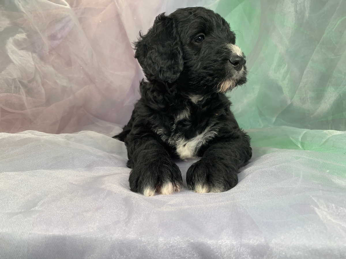 Black and White Bernedoodle Puppies for Sale, Iowa Breeder