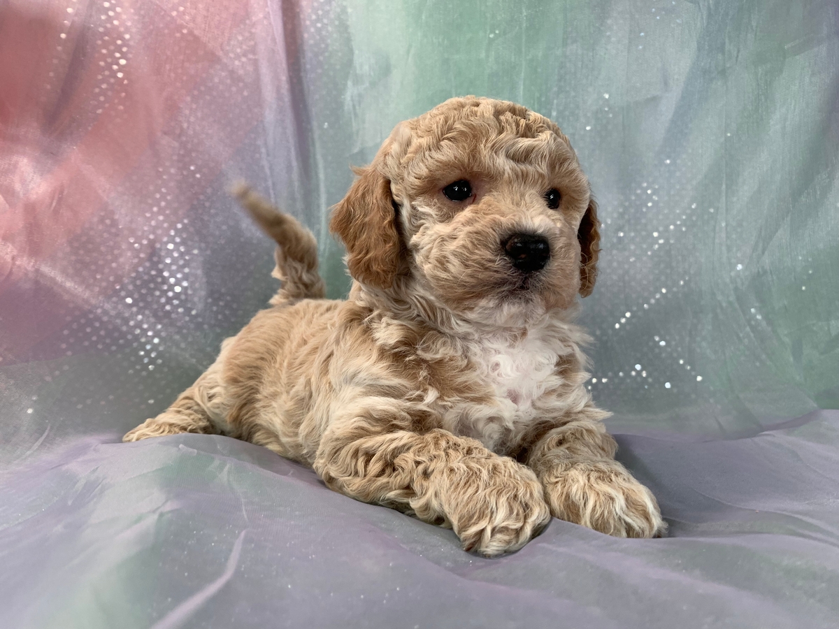 Bichon-poo Puppies for Sale, Iowa Breeders, Professionally Bred