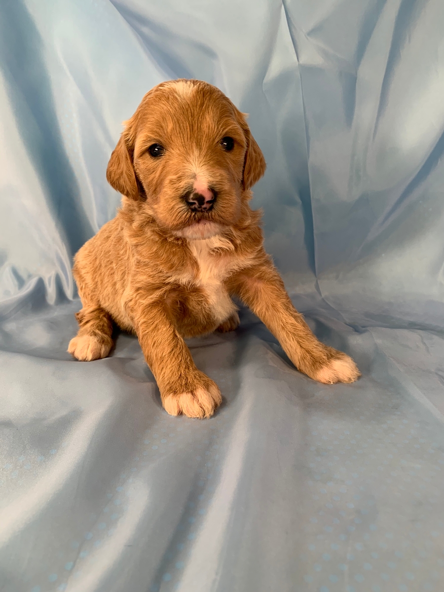 Iowa's Best Bernedoodle Breeders, F1, Females and Males Available Now!