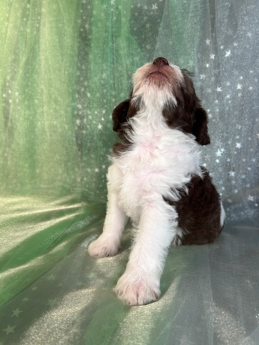 F1 Chocolate Schnoodle with White Markings Ready Soon