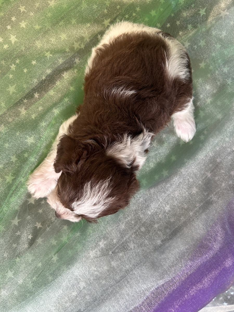 F1 Chocolate Schnoodle with White Markings Ready Soon