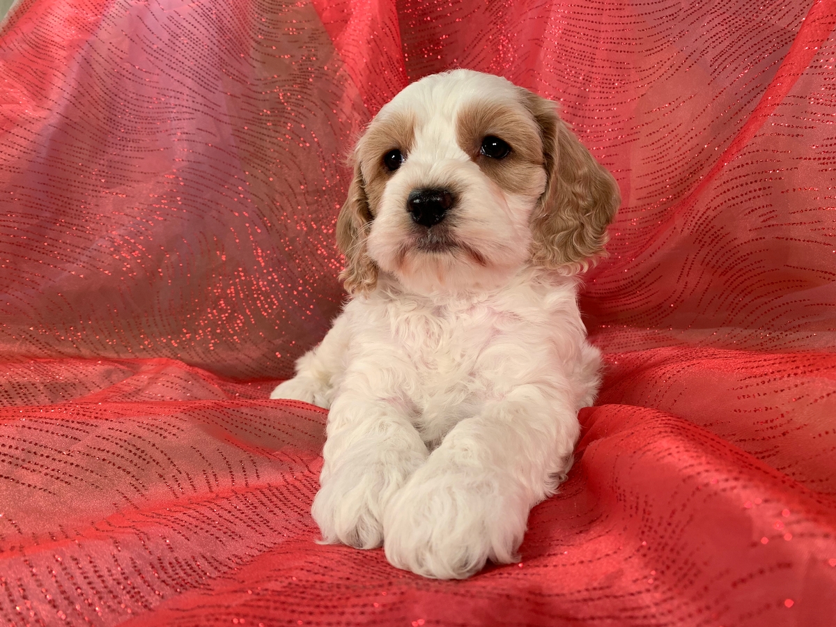 Cockapoos for Sale, Apricot and White, Iowa, Minnesota, F1's Ready Soon!