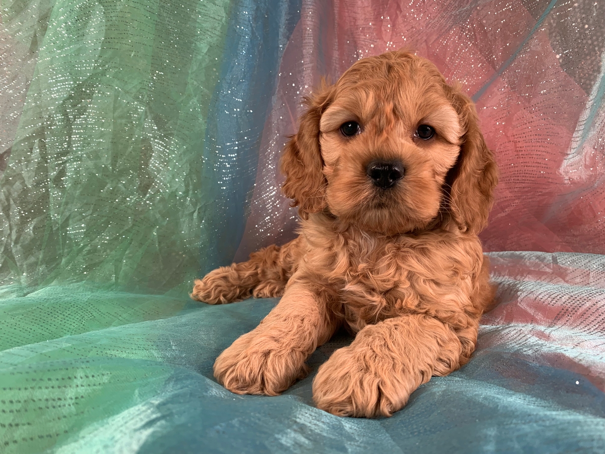 Cockapoo Puppies for Sale | Cockapoo Breeder in Iowa