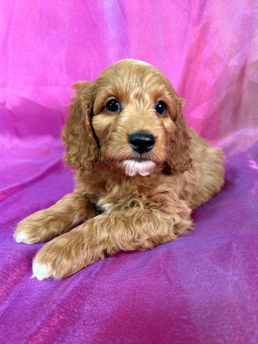 Male Cockapoo Puppy for Sale DOB 10-2-2024 $950