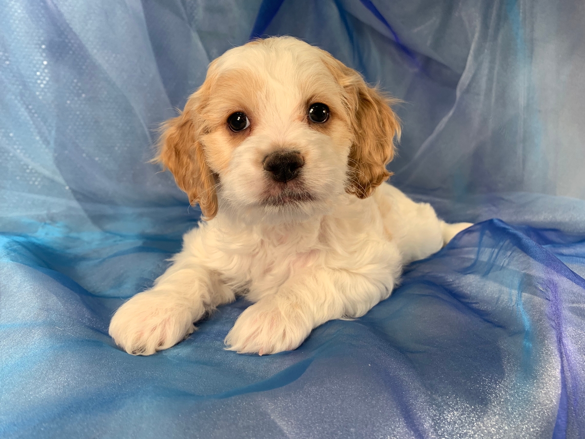 Apricot and White F1 Cockapoo Puppy for Sale, Iowa's Top Dog Breeder