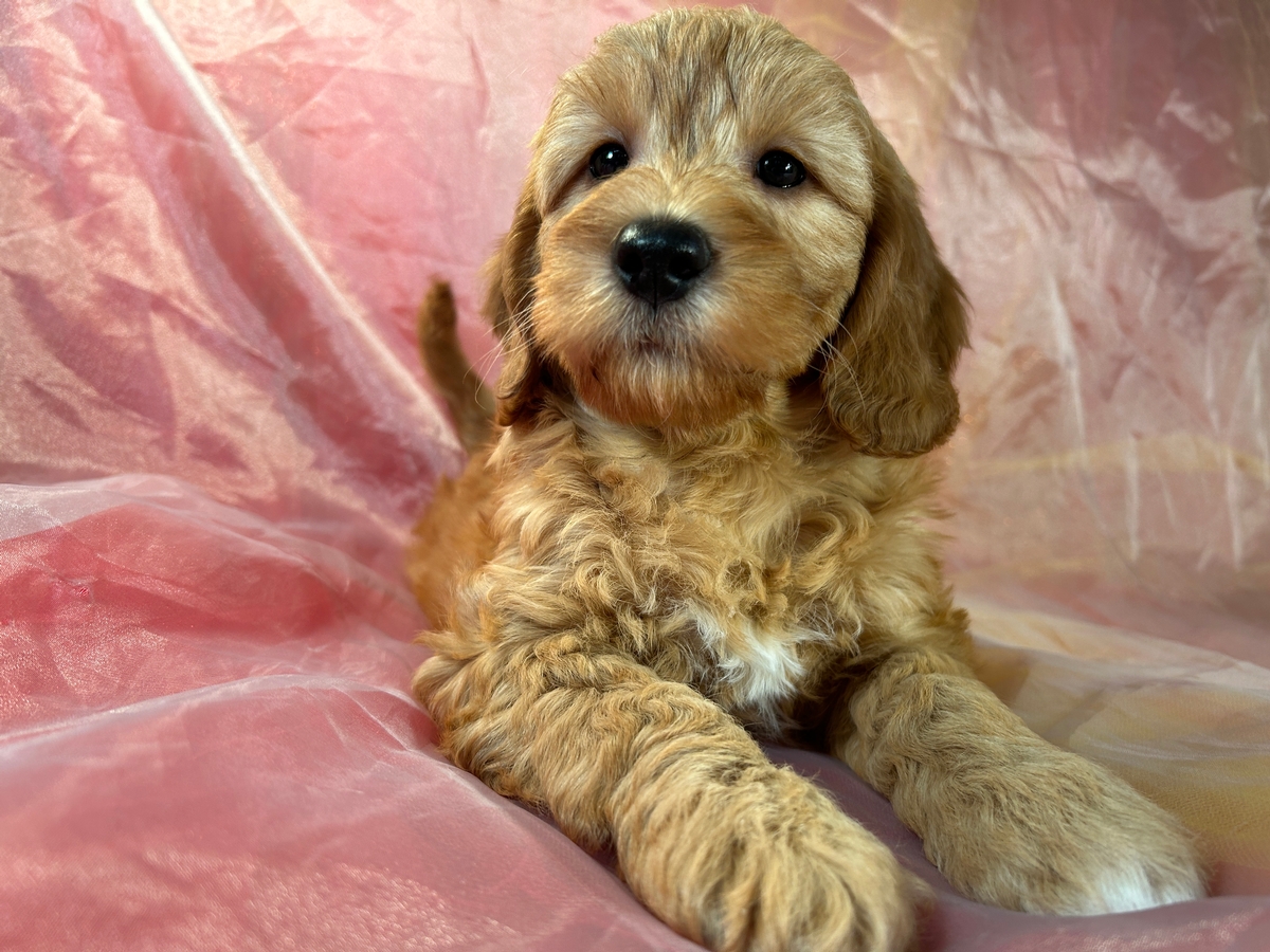 F1b Mini Goldendoodles Available Now in Northern Iowa