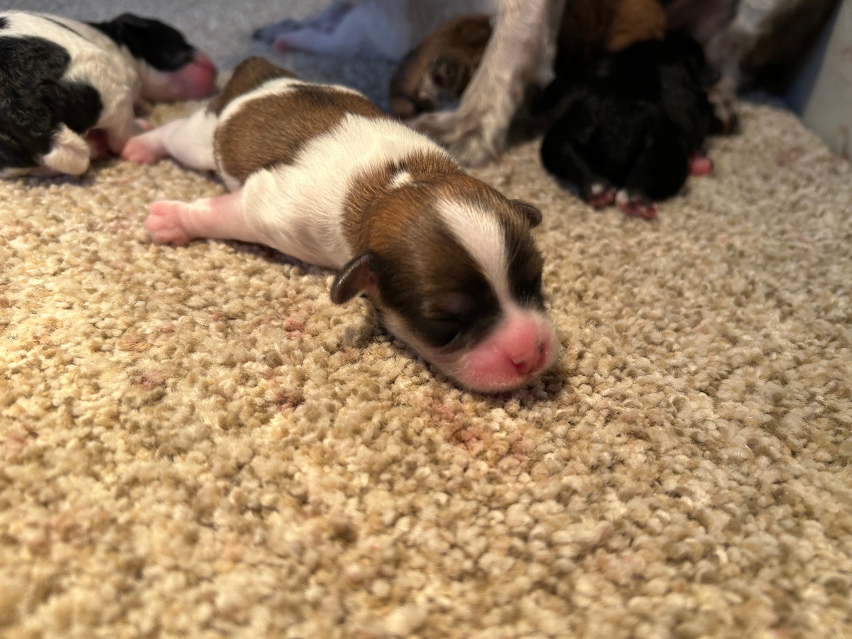 Tri Color Schnoodle Puppies for Sale in Northern Iowa