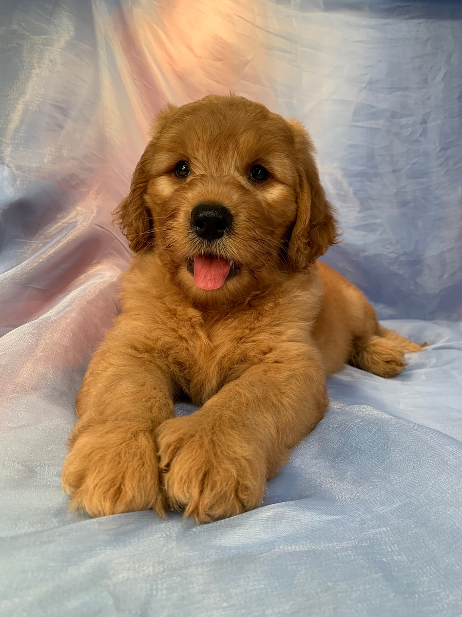 Mini Goldendoodles for Sale, Iowa Breeder, F1b and F1 Puppies Available ...