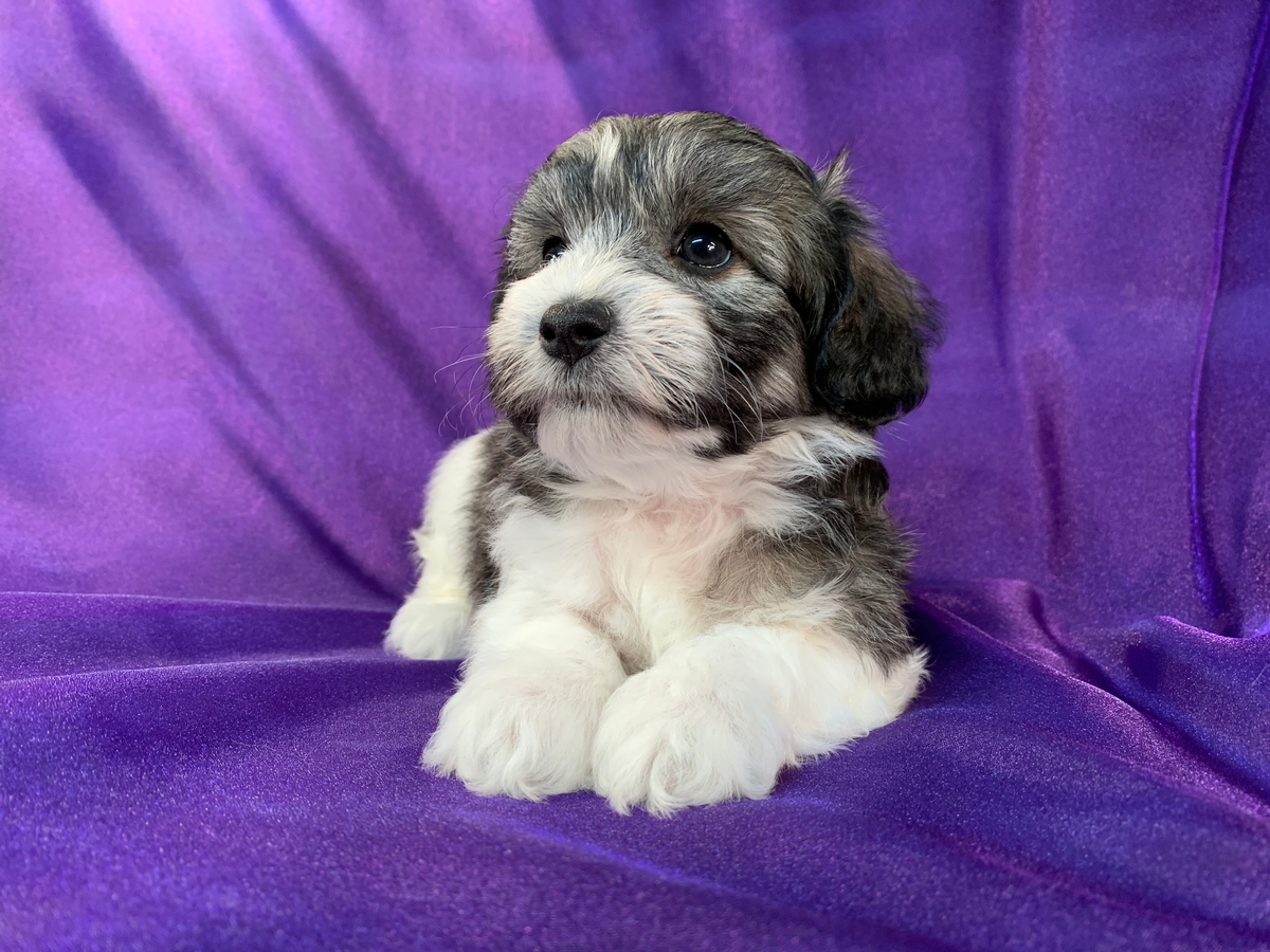 Iowa Schnoodles for Sale, Iowa Schnoodle Breeders