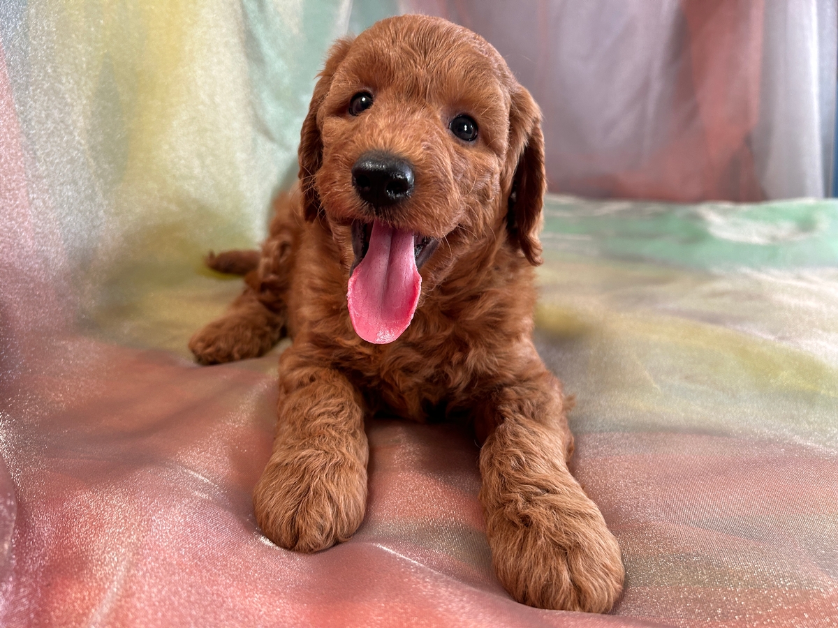 Dark Red F1b Miniature Goldendoodle