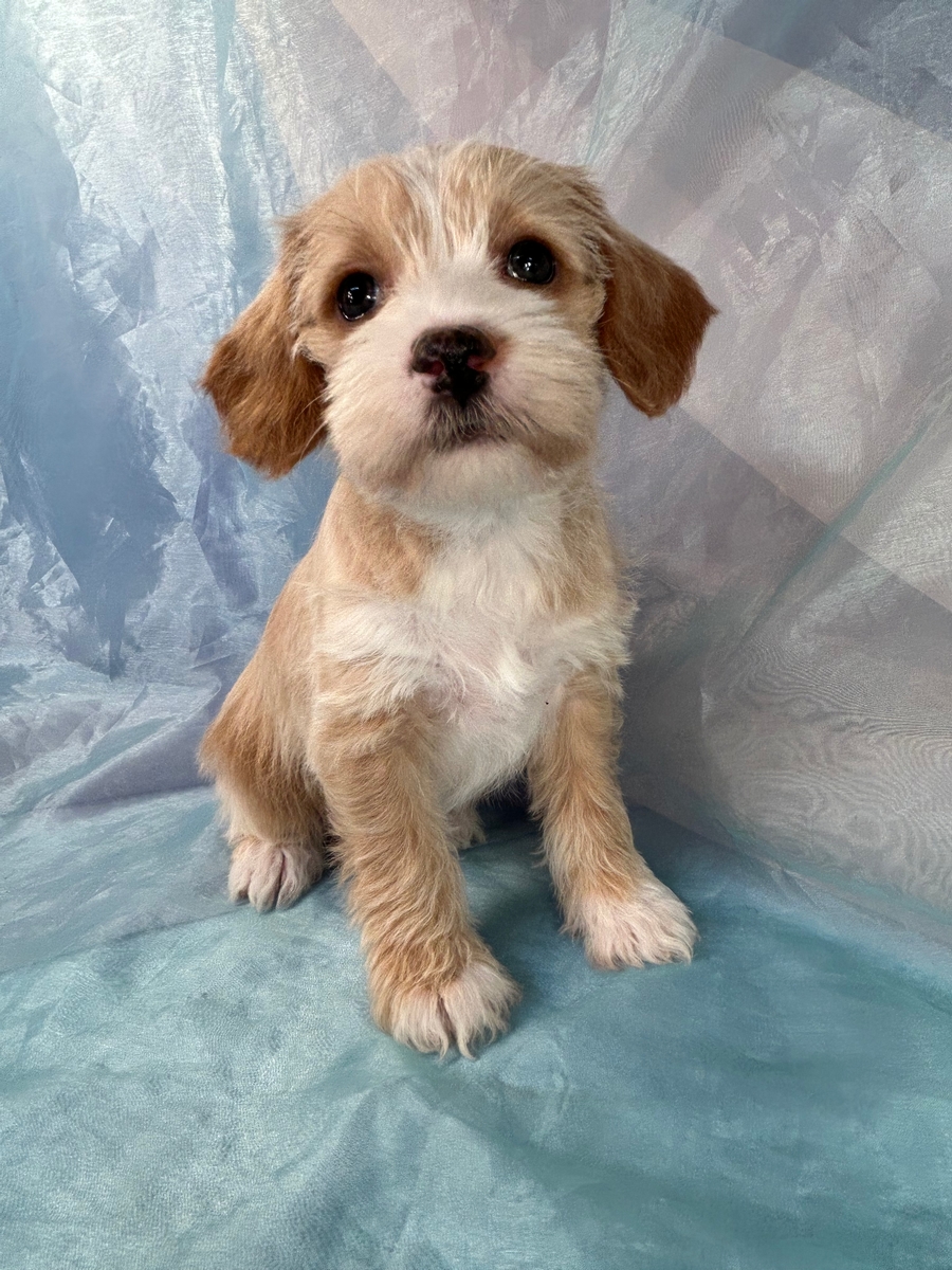 Female Lemmon and White Miniature Schnoodle for Sale