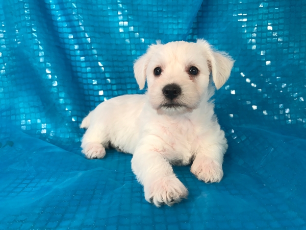 White Miniature Schnoodle Puppies for Sale