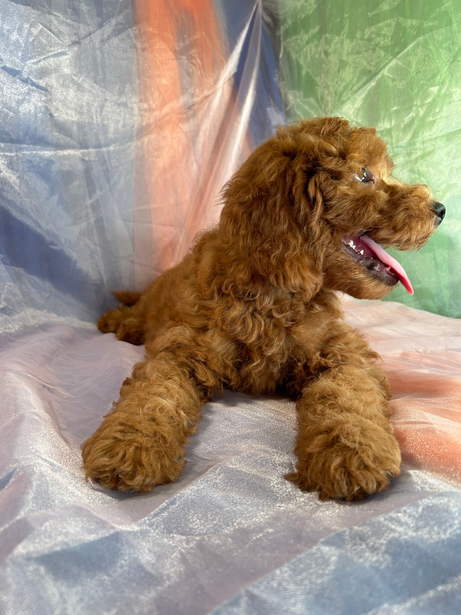 Dark Red F1b Mini Goldendoodles for Sale Now!