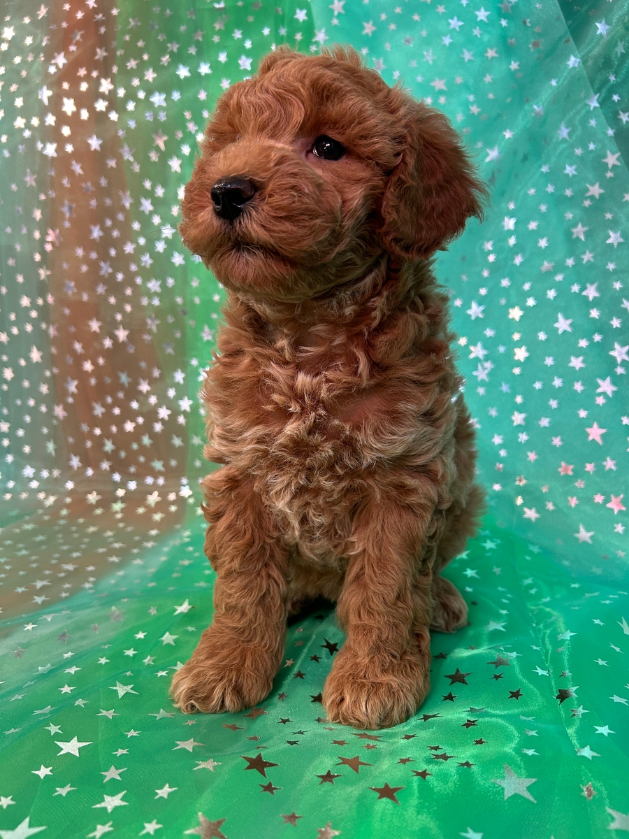 Red Female F1b Miniature Schnoodle Puppy for Sale