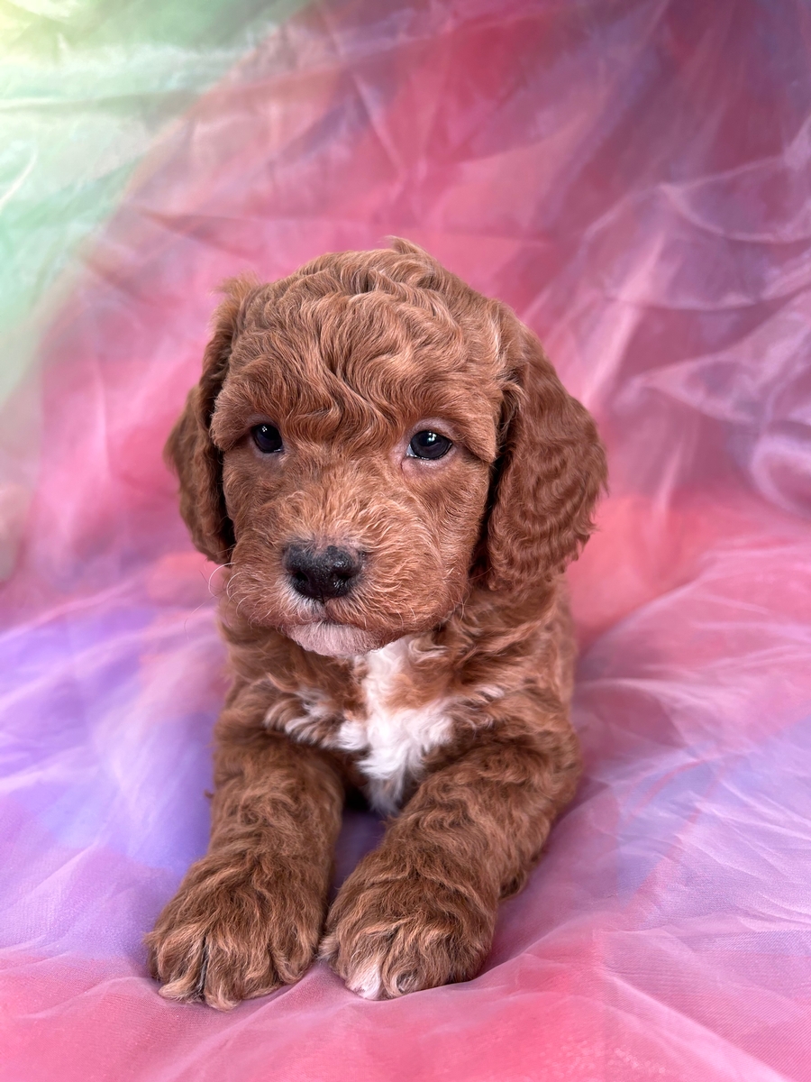 Bichon Poodles Puppies for Sale | Bichon Poodle Breeder in Iowa