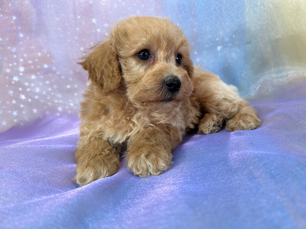 Red Schnoodles, F1b Puppies Ready Now!