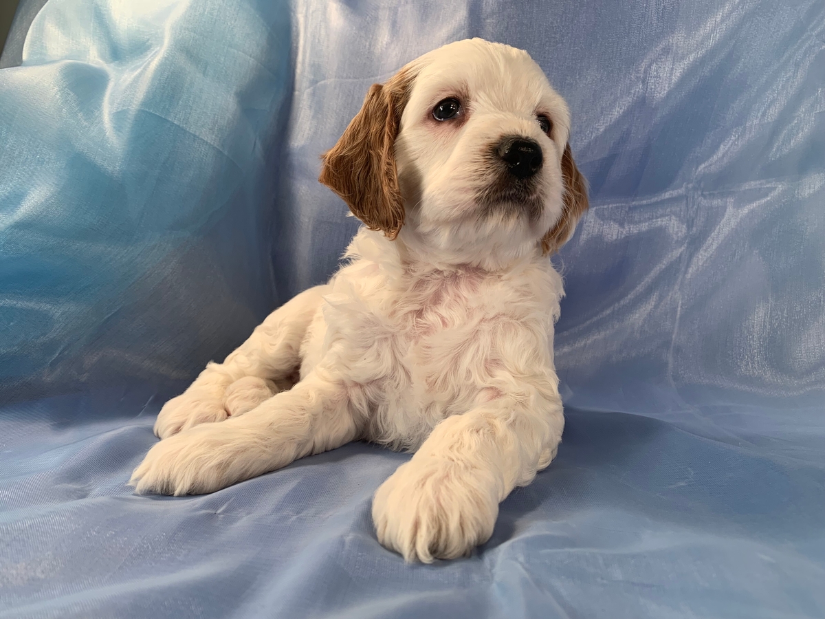 F1 White Cockapoos, Dark Red Markings, Iowa Breeder, Available Now!