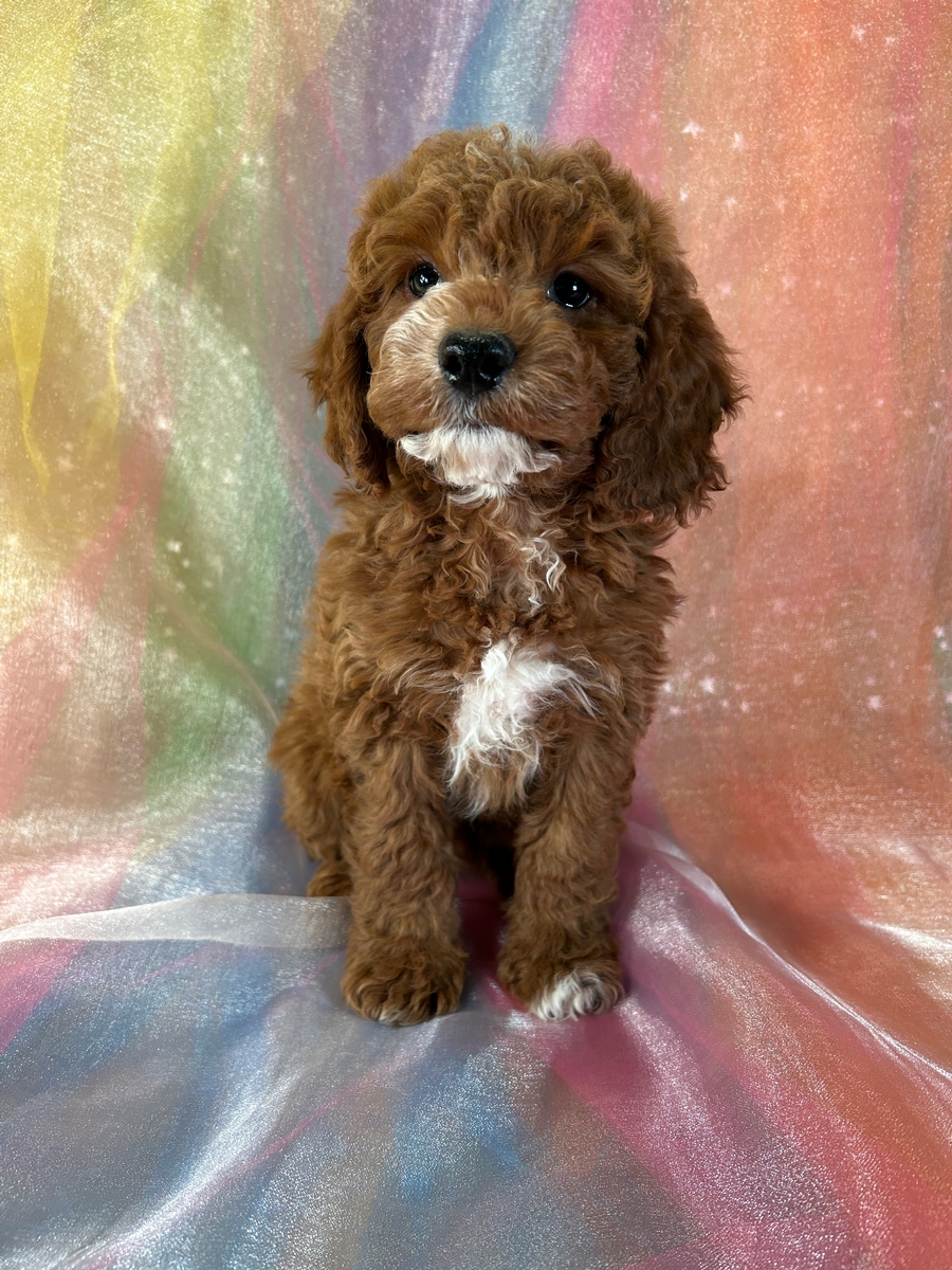 Male Cockapoo Puppy for Sale DOB 11-1-2024 $950