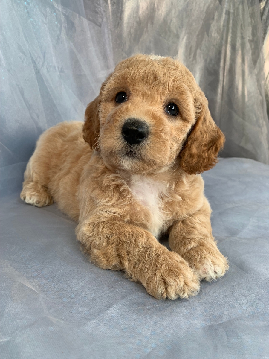 Bichon Poodle Breeder Located in Iowa, Puppies for Sale Now!