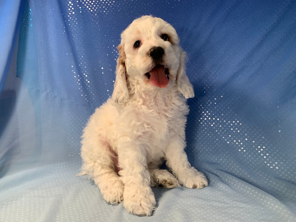 All White Cockapoo Puppy for Sale, $1200, Iowa Puppies Available!