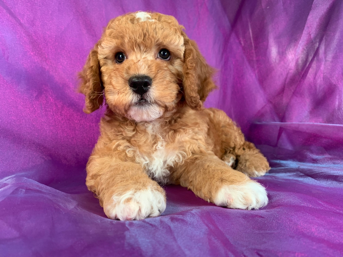 Dark Apricot Cockapoo Puppies for Sale, Iowa Breeders