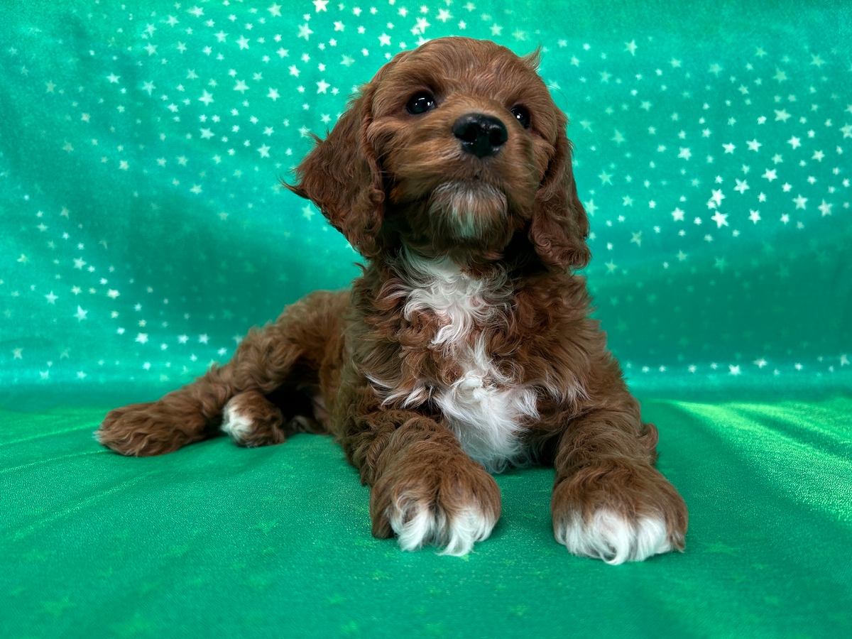 Male F1b Cockapoo Puppy for Sale DOB 10-23-2024