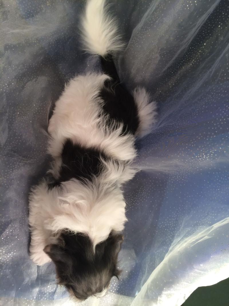 Shih Tzu Bichon Puppies For Sale Shih Tzu Bichon Breeder In Iowa