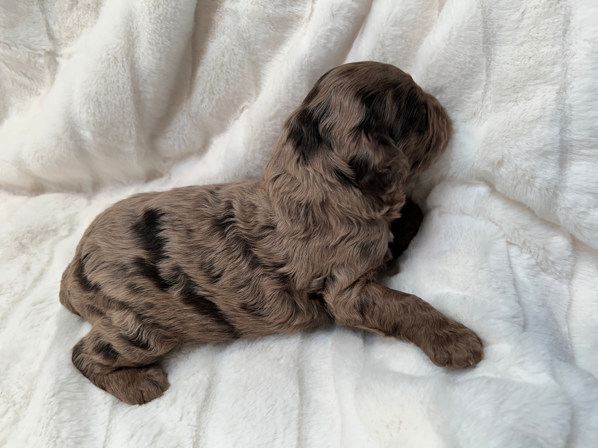 Male Merle Cockapoo Puppy for Sale DOB 3-01-2025 $950