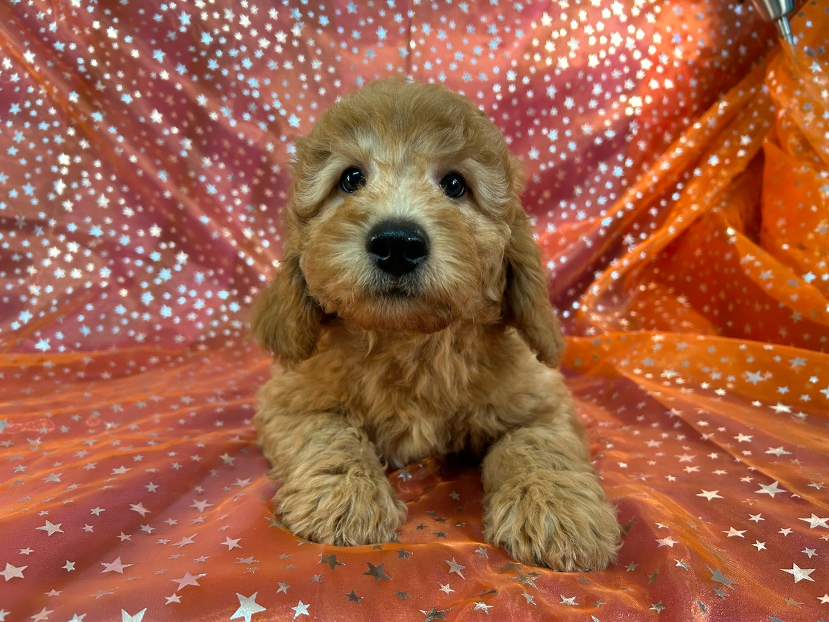 F1b Miniature Goldendoodle Breeder, Iowa and Minnesota