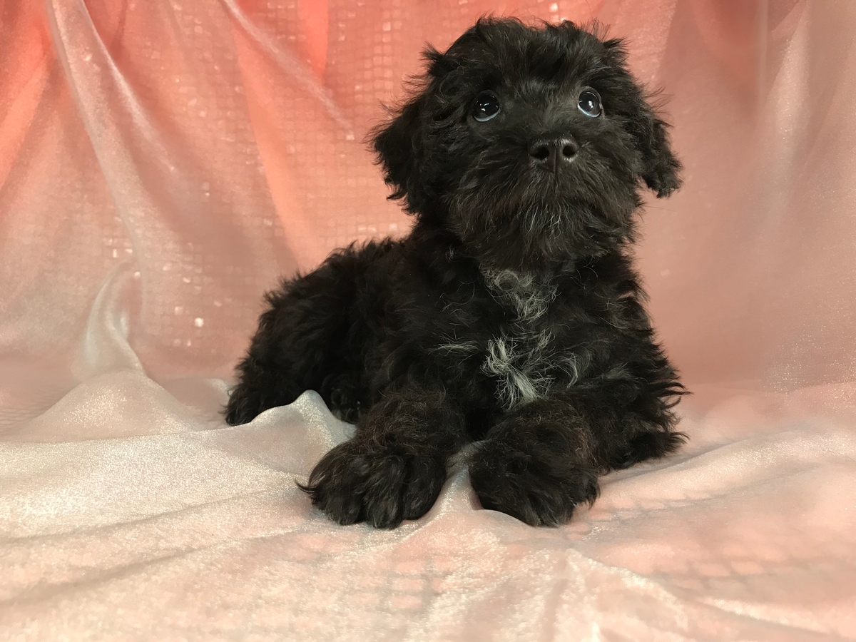 Breeders | Black Schnoodles In Iowa | Puppies for sale