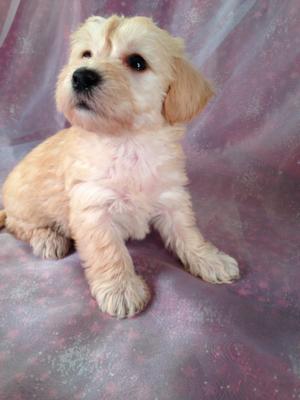 Schnoodle Puppies|Professional Dog Breeder with Apricot and blonde ...