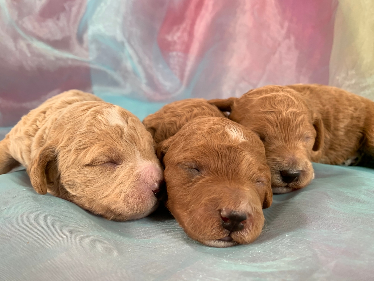 Poo-chon, Bichon Poo, Poodle Bichon, Breeder, Iowa, Illinois, Minnesota