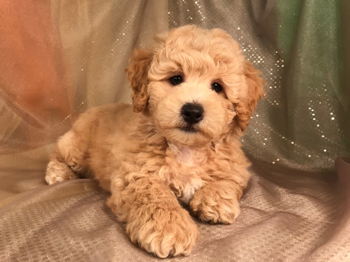 Bichon Poodle Breeders in Iowa