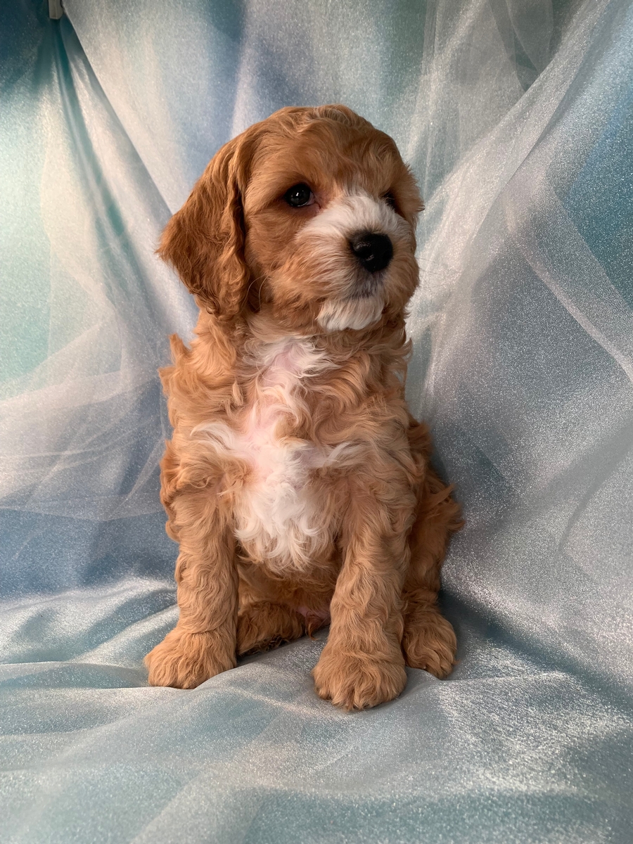 Buff F1 Cockapoo Pups for Sale, Cockapoo Breeders, Iowa, MN, Wisconsin