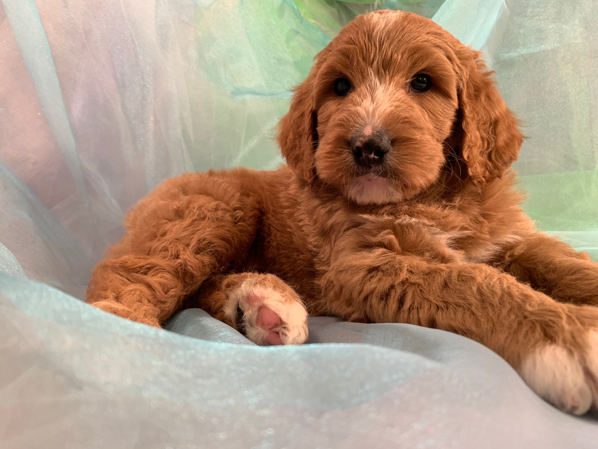 Bernedoodles for Sale in Iowa, Rare Colors, Reds, Creams, Parti-colors