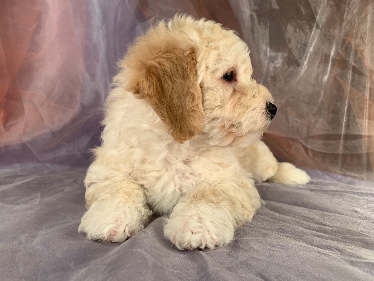 Bichon Poo, Poodle Bichon, Poochon, Bichon Poodle Mix, IL,IA, MN, Ready ...