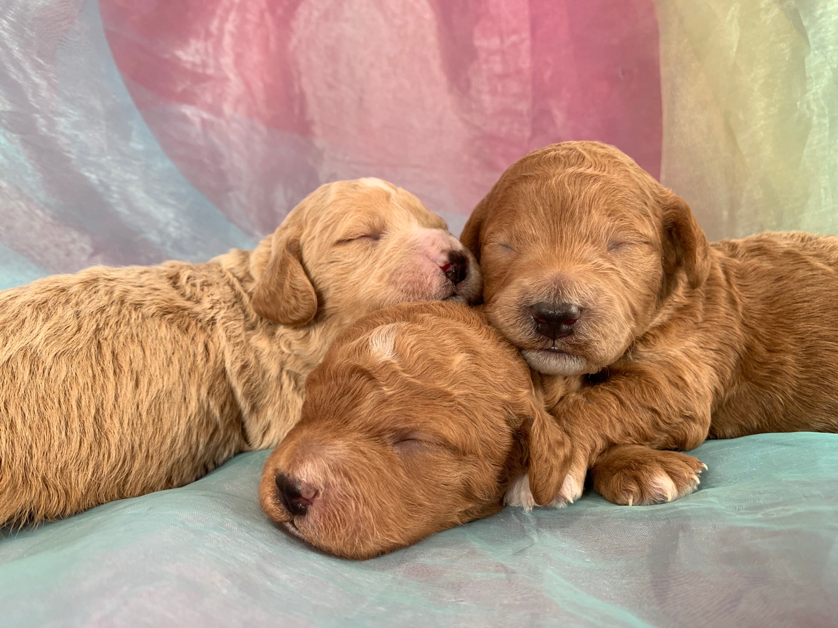 Poo-chon, Bichon Poo, Poodle Bichon, Breeder, Iowa, Illinois, Minnesota