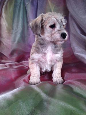 Multi colored Miniature Schnoodle puppies for sale at purebredpups ...