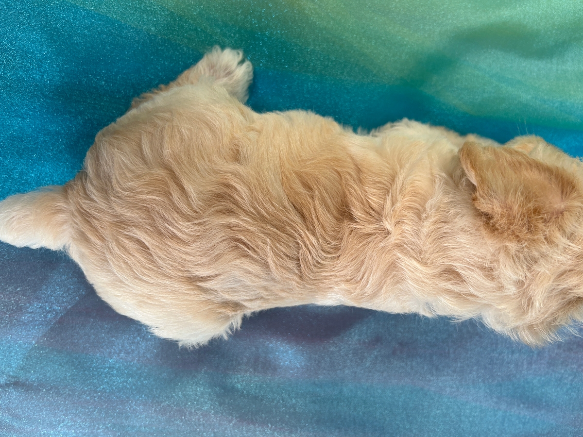 Cream Schnoodle Breeder, Iowa, Minnesota, Illinois, and Wisconsin