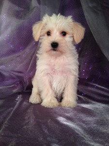 Schnoodle Puppies for sale in New Jersey and Rhode Island will ...