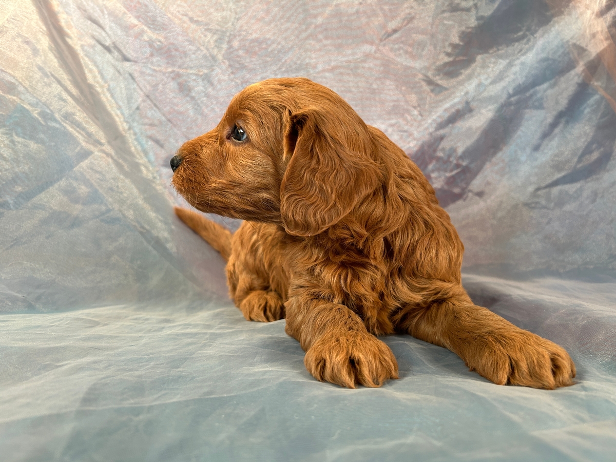 Red F1b Mini Goldendoodle Puppy for Sale