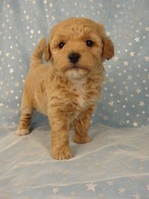 Bichon Poodles Breed Photo