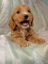 Cockapoo Breed Photo