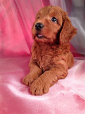 Miniature Goldendoodles Breed Photo