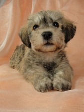 Schnoodle Breed Photo