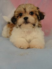 Shih Tzu Bichon Breed Photo