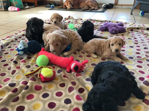 Parti colored mini goldendoodles for sale