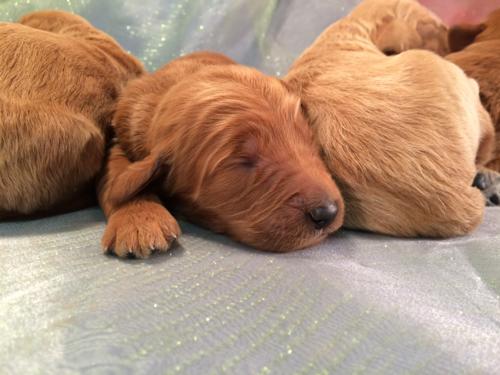 Red and Apricot Goldendoodle puppies for sale,IA,MN,IL,WI.